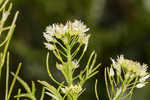 Narrowleaf bittercress